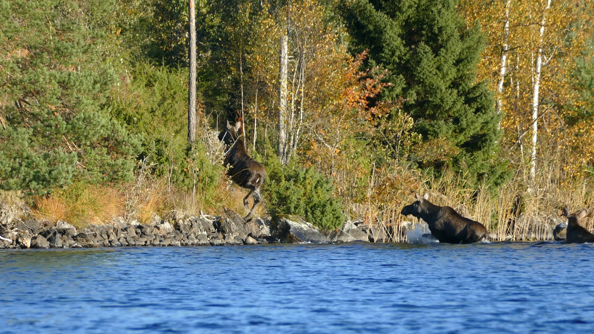 Швеция-Норвегия