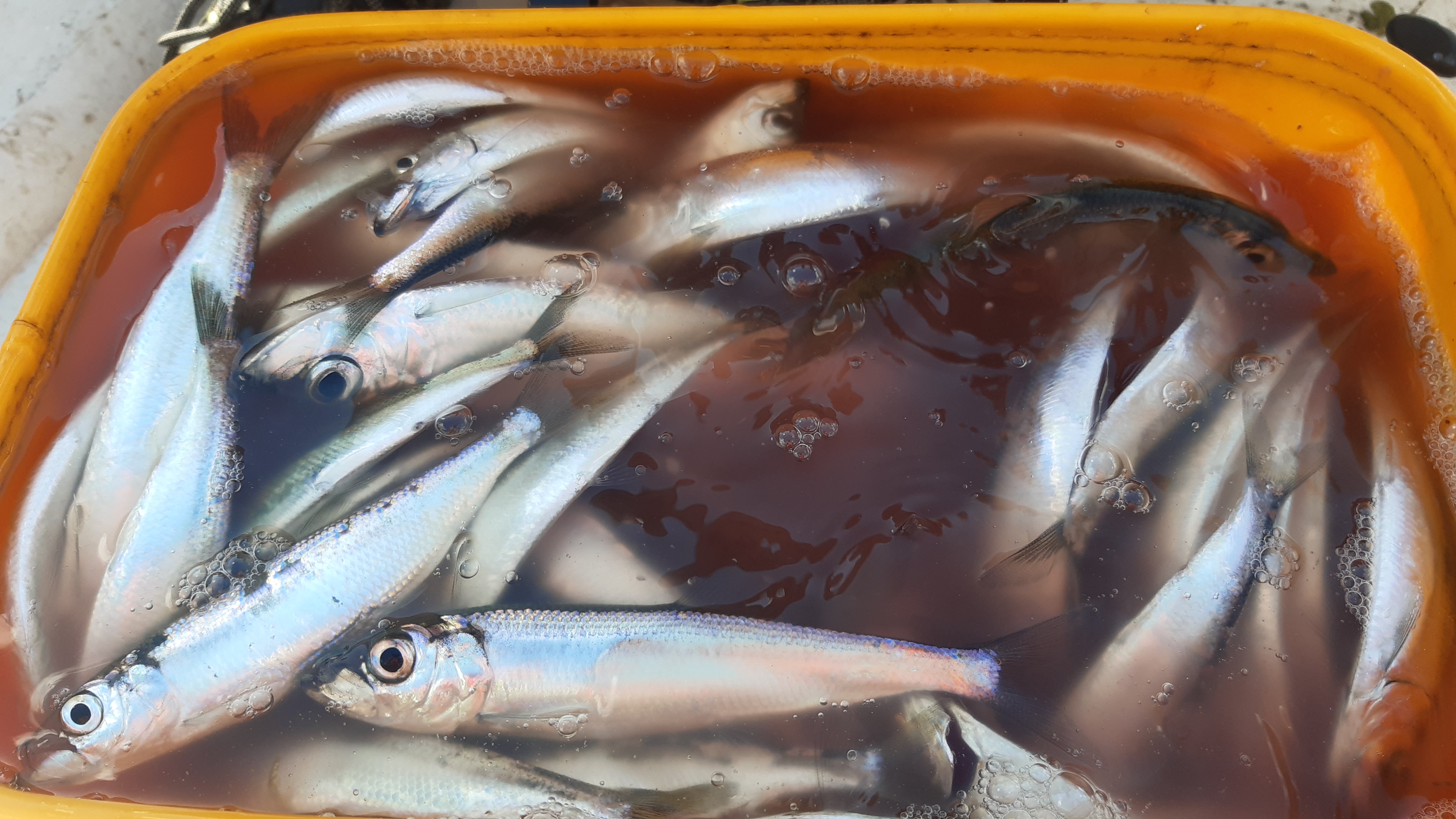 🍽️ Питание