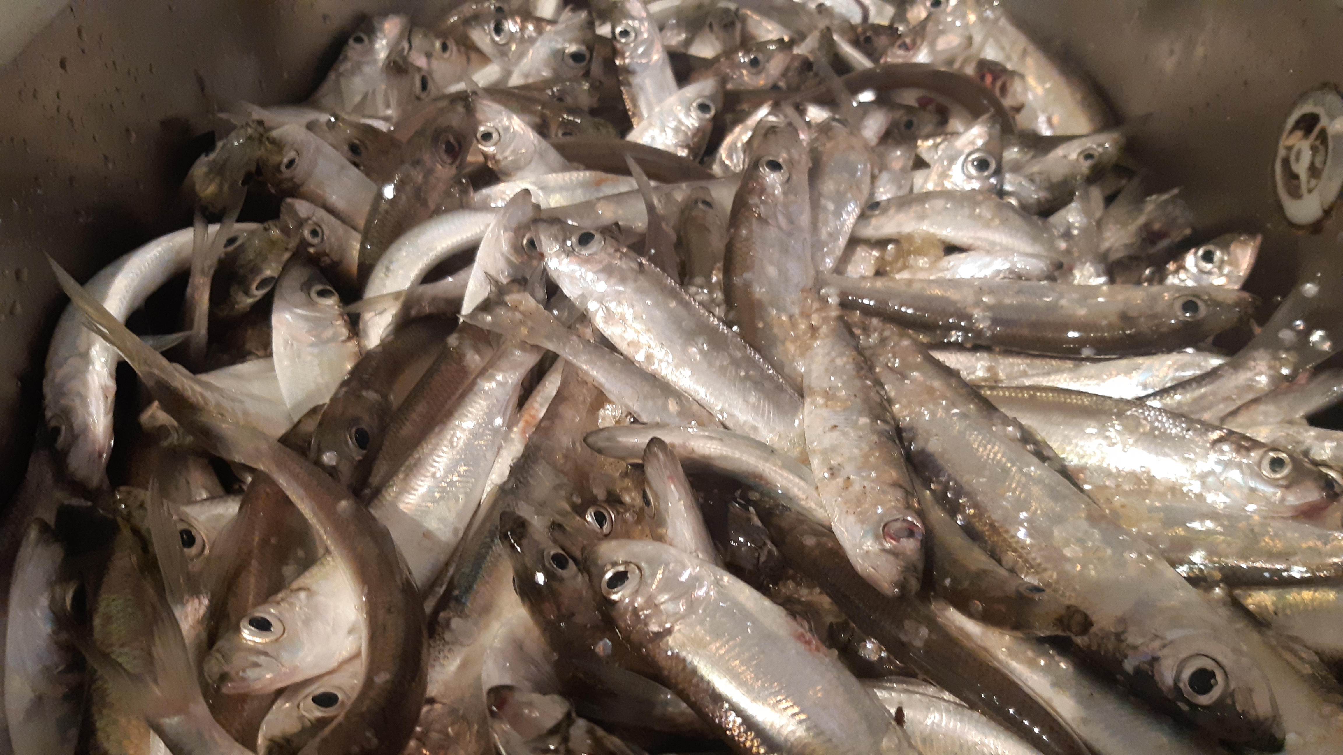 🍽️ Питание