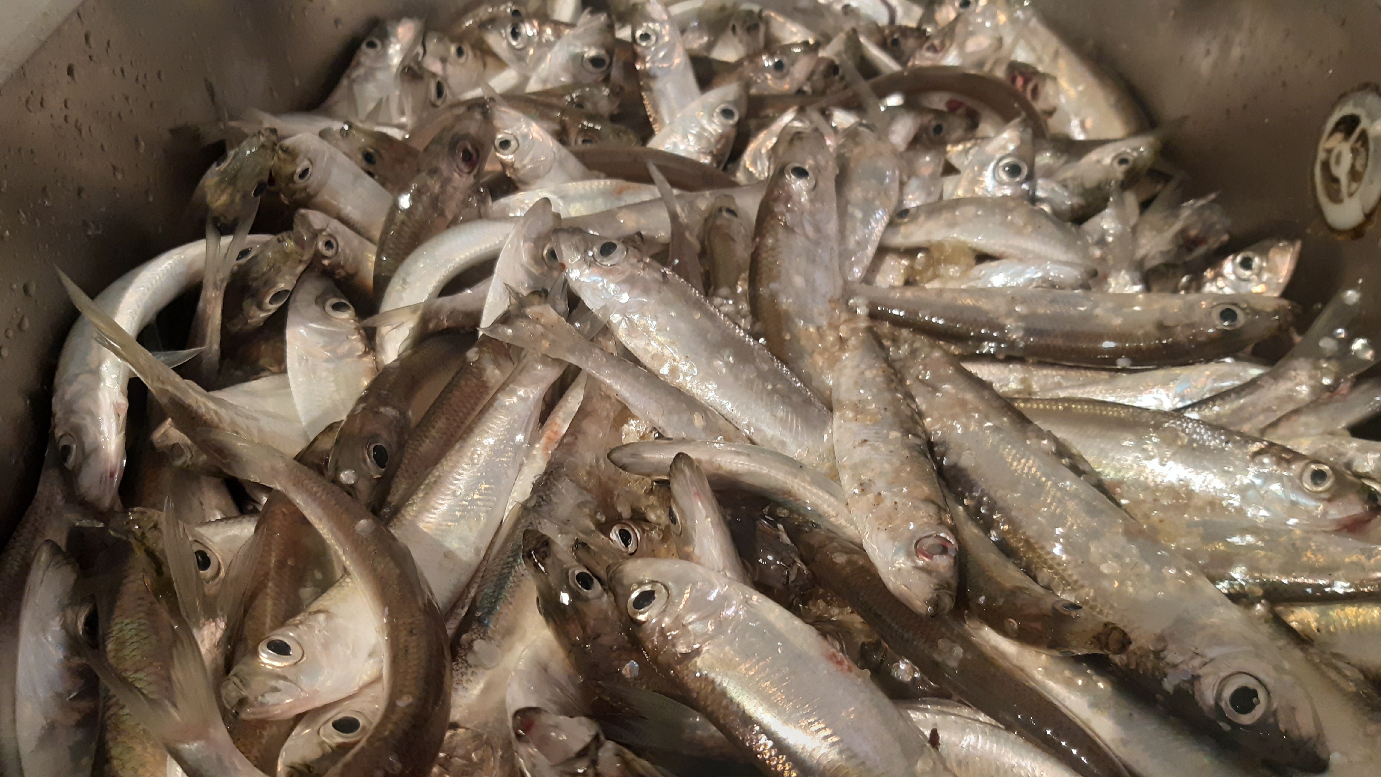 🍽️ Питание