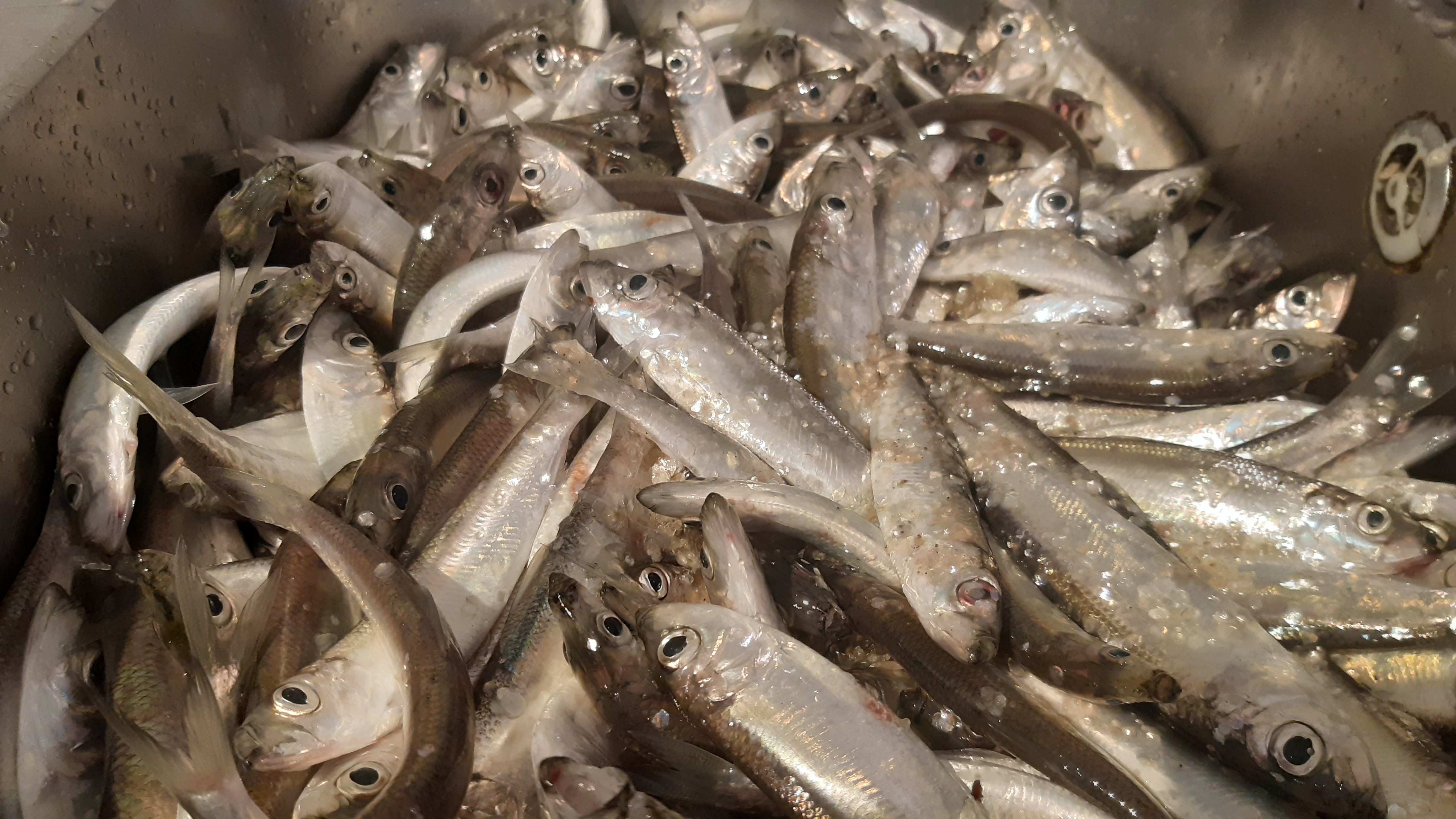 🍽️ Питание