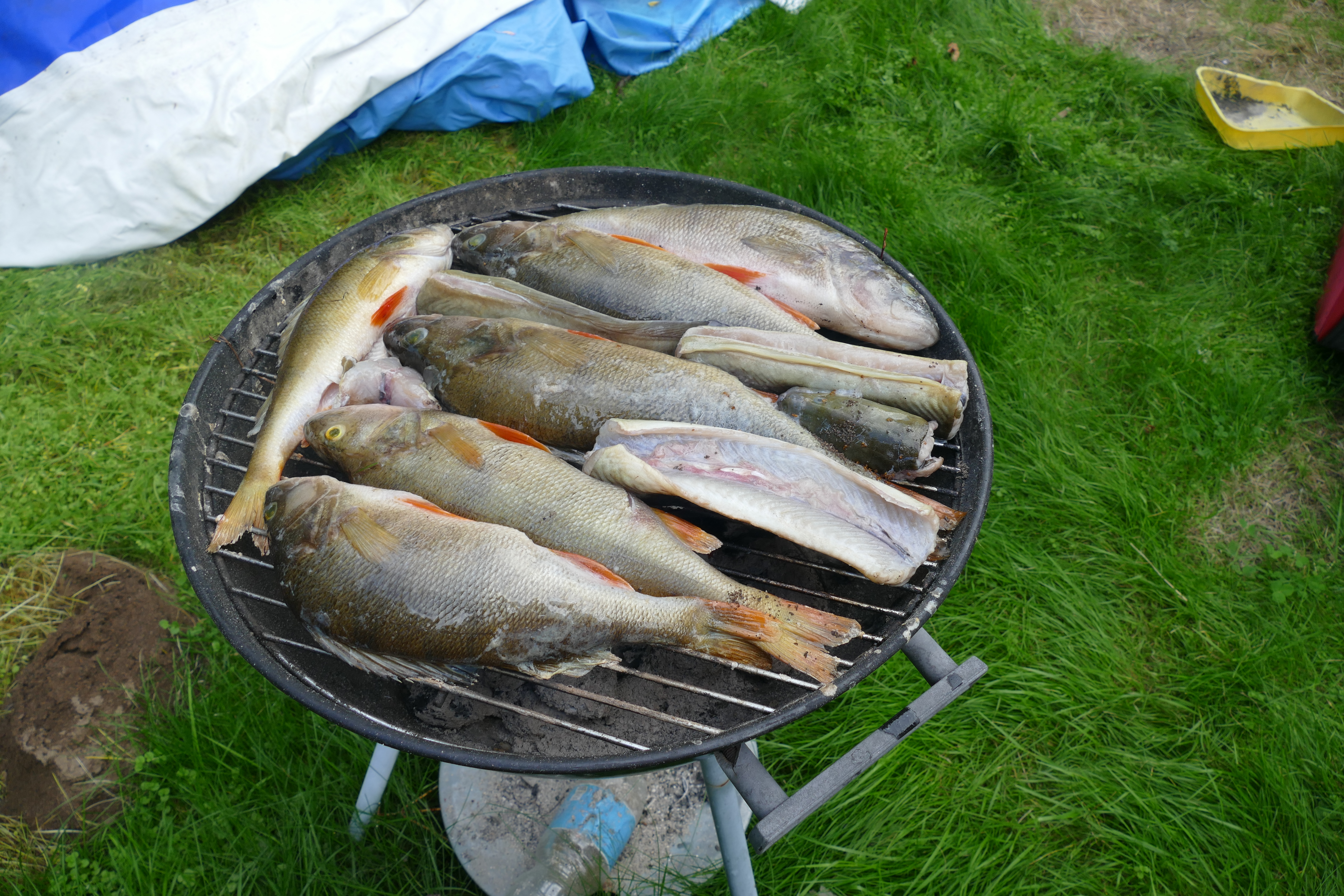 🍽️ Питание