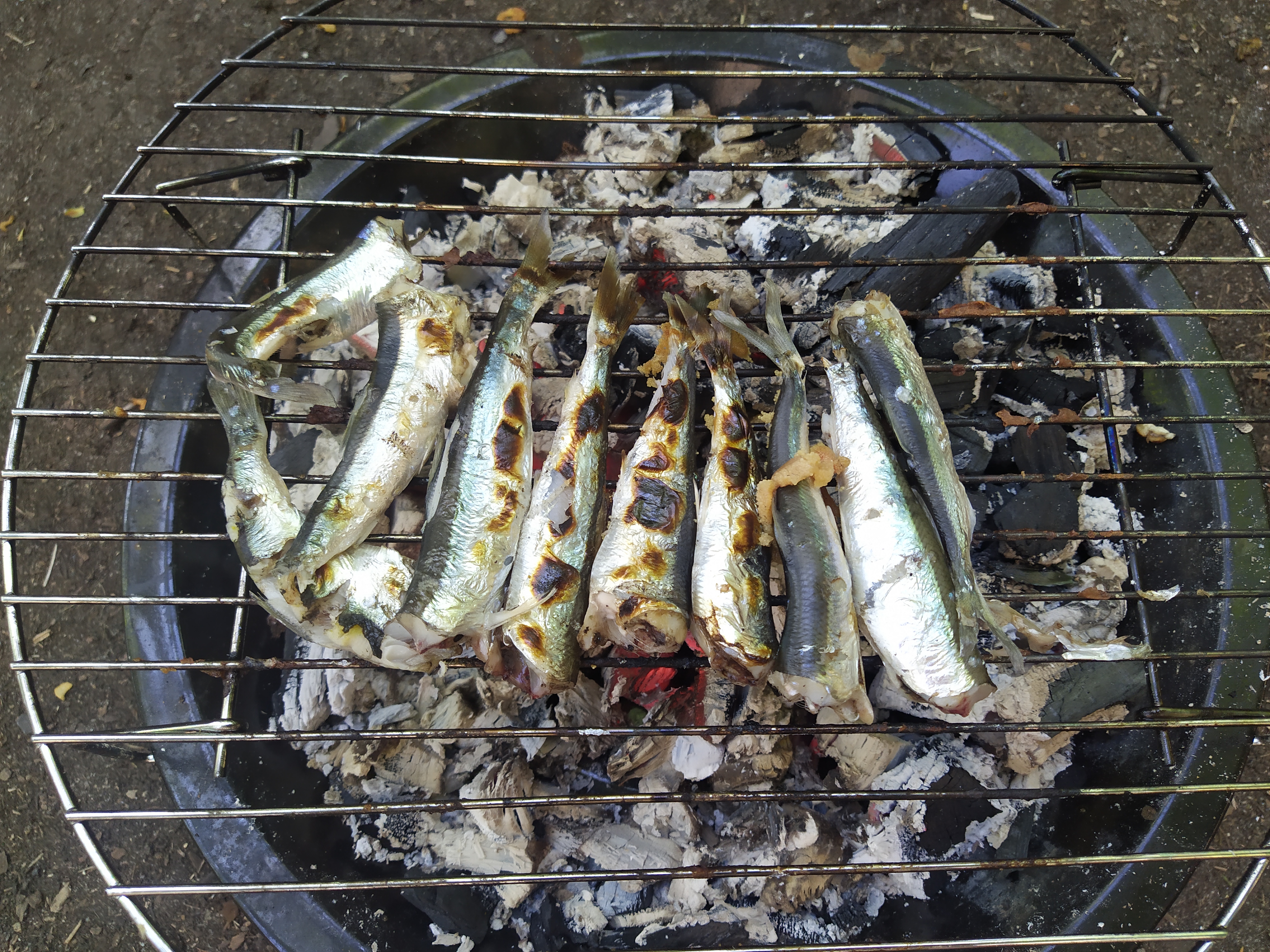 🐟 Салака и скумбрия