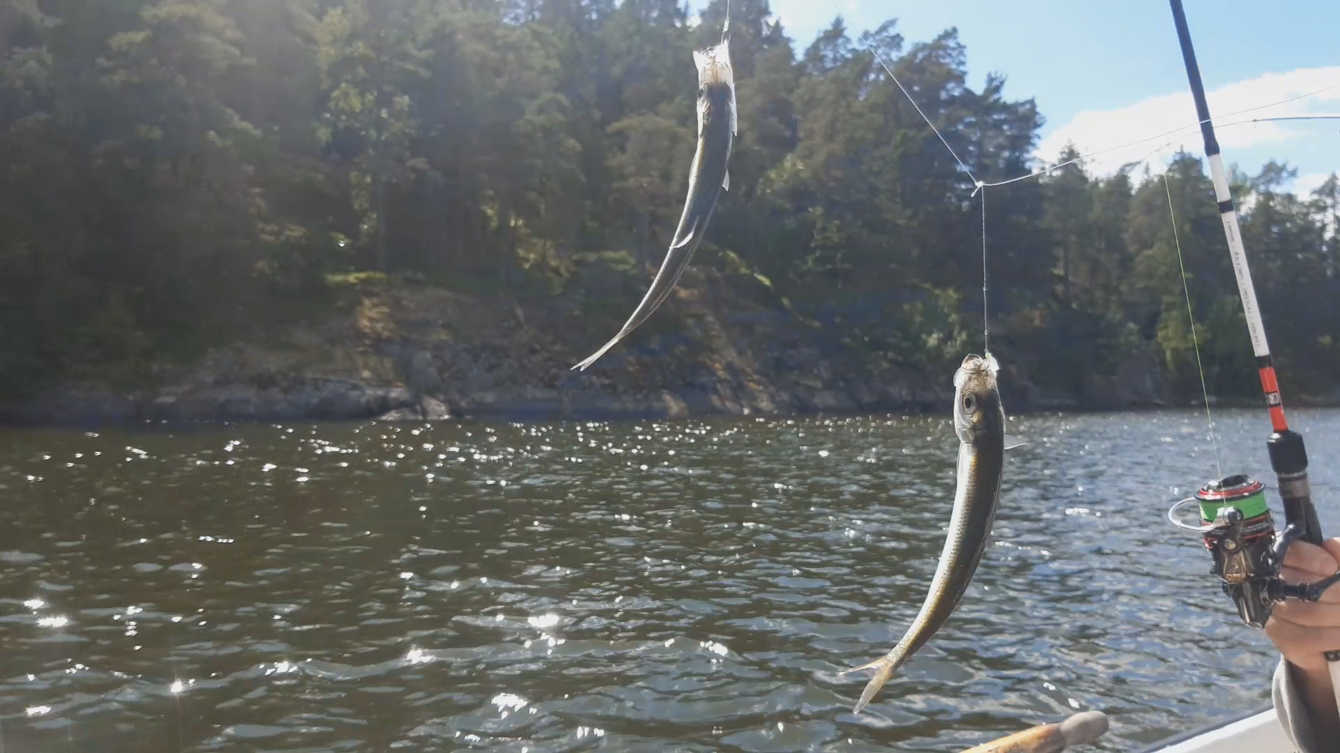 🐟 Салака и скумбрия