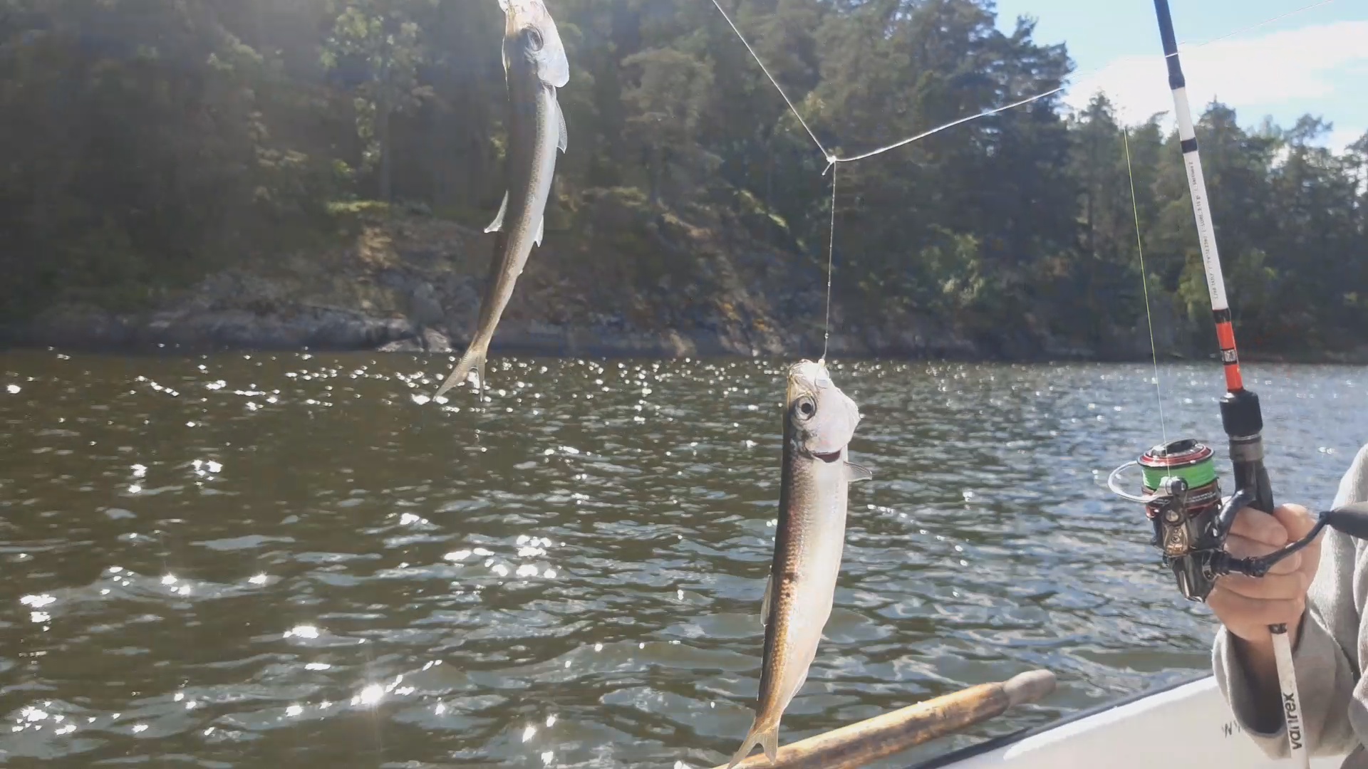 🐟 Салака и скумбрия