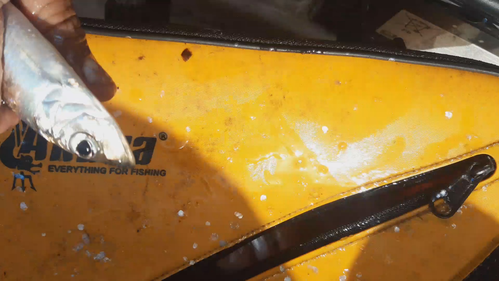 🐟 Салака и скумбрия