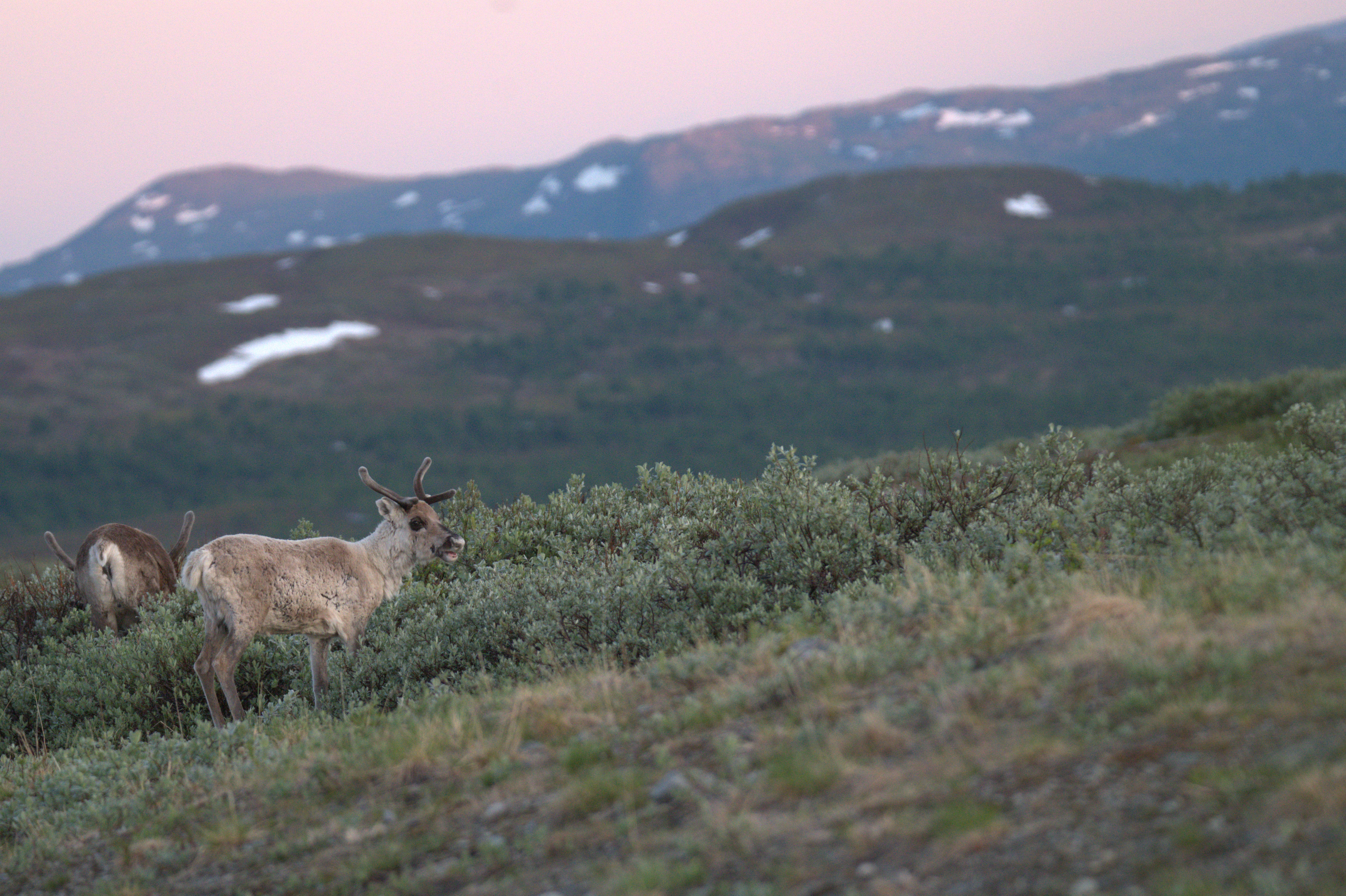 🏔️ Север Швеции